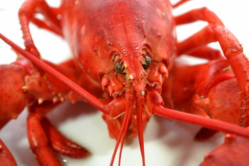 Lobster Face