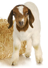 baby goat standing