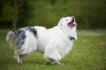 Ungarischer Hirtenhund