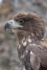 golden eagle