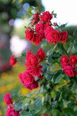 Detail of red roses bush as floral background