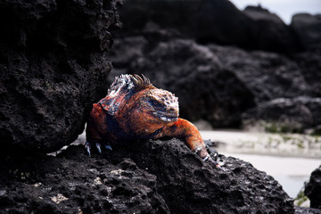 Iguana on black rocks.
