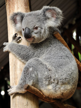 Koala sits on a brunch and hugs a tree trunk