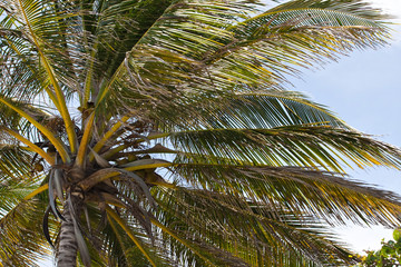 Tropical Coconut Palm Tree