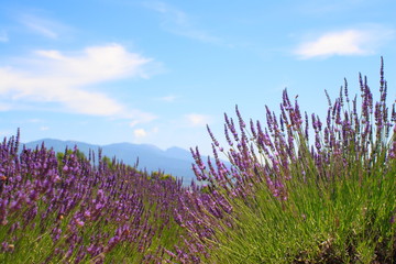 ラベンダー　lavender