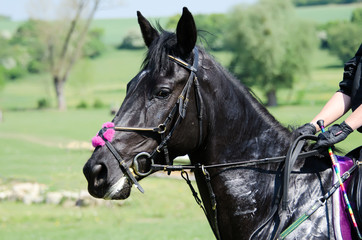 cheval de course © NJ