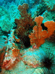 Stony corals of the South-Chinese sea