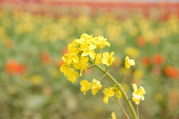 Obraz premium Rape flower