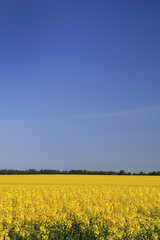 Rapsfeld