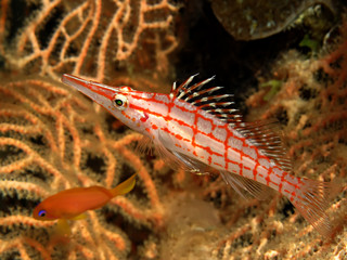 Longnose Hawkfish (Oxycirrhites typus)