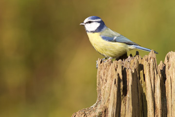 Blaumeise an der Futterstelle