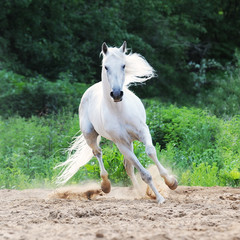 Obraz na płótnie Canvas biały koń biegnie na piasku