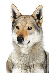 Czechoslovak wolfhound in studio - 32074392