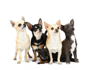 A group of chihuahuas in studio