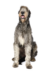 Irish wolfhound dog in studio