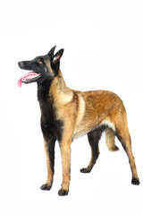 Belgian shepherd in studio