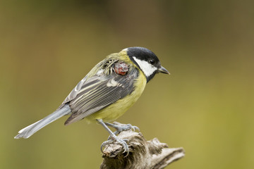 Obraz premium Verletzte Kohlmeise
