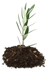 branche d'olivier sur terreau