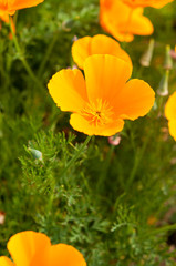 オレンジ色のカリフォルニアポピー