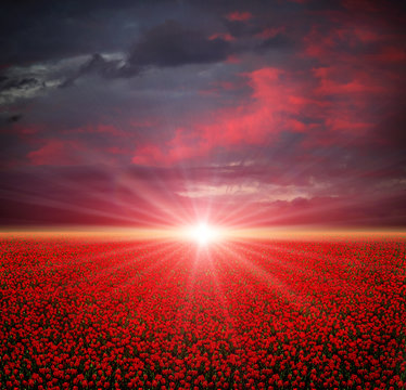 Fototapeta Poppies field at sunset