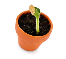 little plant in pot