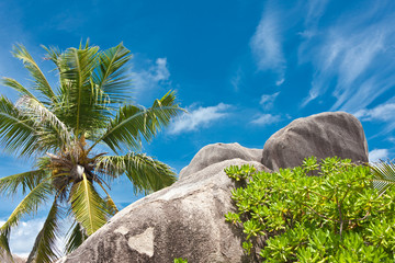 Obraz na płótnie Canvas kokosowy i skały w La Digue na Seszelach