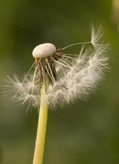 Pusteblume