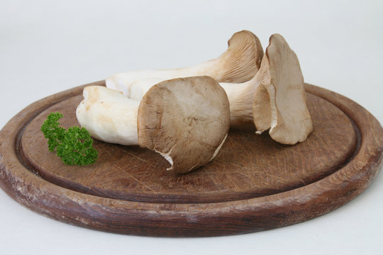 Schwammerl - Pilze