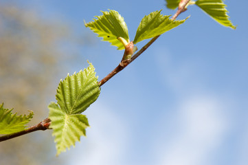 Branch of a spring birch tree