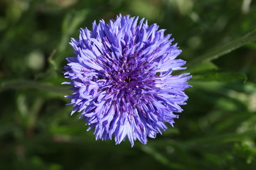 cornflower