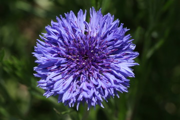 cornflower
