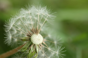 dandelion seeds