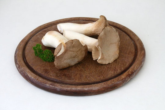 Bio-Kr&auml;utersaitlinge