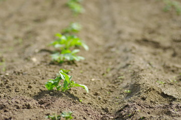 野菜