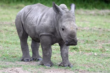 Foto op Plexiglas Baby White Rhinoceros © Duncan Noakes