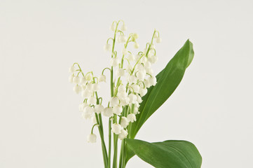 muguet