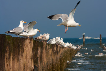 Möwen am Nordseestrand