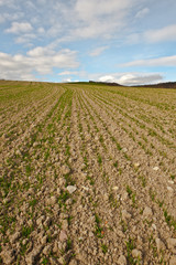 Plowed Field