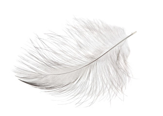 light single isolated feather © Alexander Potapov
