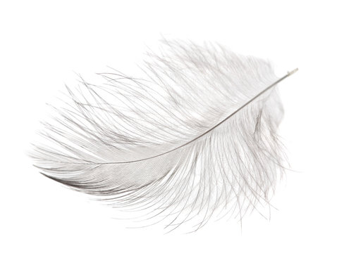 Light Single Isolated Feather