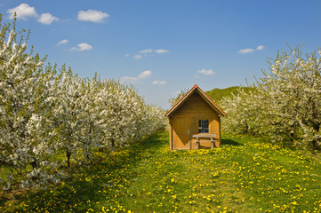 Hütte in einem Kirschgarten