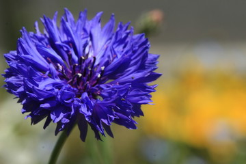 corn flower