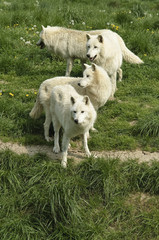 Obraz na płótnie Canvas Arctic białe wilki