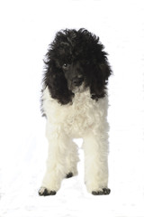 jeune caniche bicolore, noir et blanc