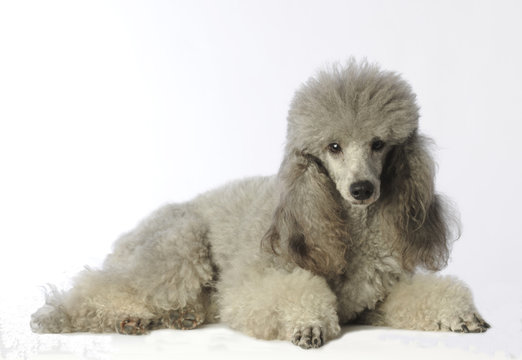 159 Best Caniche Royal Images Stock Photos Vectors Adobe Stock 159 Best Caniche Royal Images Stock Photos Vectors Adobe Stock