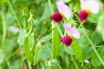 収穫期の絹さや