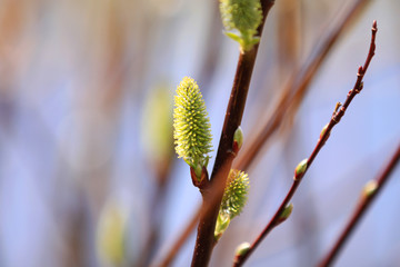 Fresh bloom on branches in early spring time