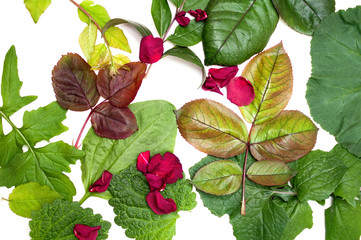 mixed leaves