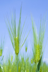 青空の下の青麦