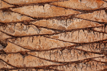 Brown bark of the palm tree